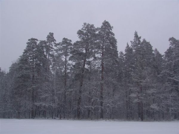 Шумел сурово брянский лес